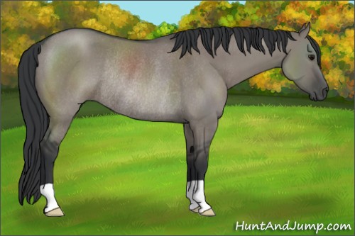 Horse Color:Grullo Rabicano 