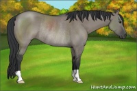 Horse Color:Grullo Rabicano 