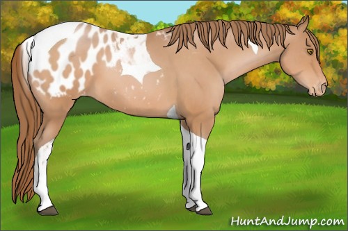 Horse Color:Brown Pearl Sabino Tobiano Appaloosa 