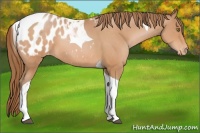 Horse Color:Brown Pearl Sabino Tobiano Appaloosa 
