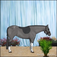 Horse Color:Black Appaloosa