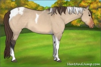 Horse Color:Bay Dun Tobiano Appaloosa Rabicano 