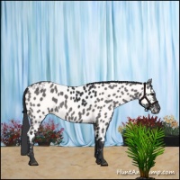 Horse Color:Black Appaloosa