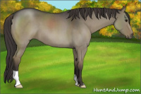 Horse Color:Smoky Grullo Roan 