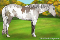 Horse Color:White Spotted Silver Blue Roan 