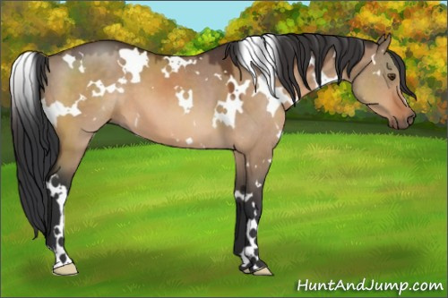 Horse Color:White Spotted Brown Dun