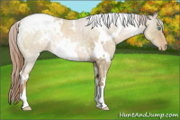 Horse Color:White Spotted Buckskin Pearl Dun Appaloosa Rabicano 