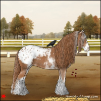 Horse Color:White Spotted Chestnut Appaloosa 