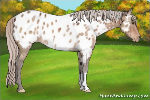 Horse Color:Silver Brown Dun Appaloosa Brindle 