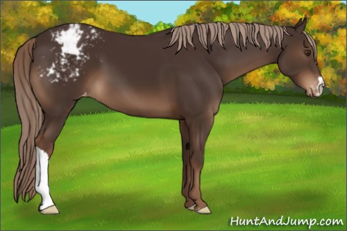 Horse Color:Liver Chestnut Appaloosa 