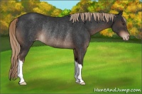 Horse Color:Liver Chestnut Varnish Rabicano 