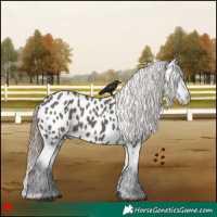Horse Color:Grullo Appaloosa 