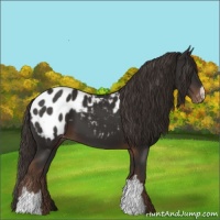 Horse Color:Liver Chestnut Appaloosa