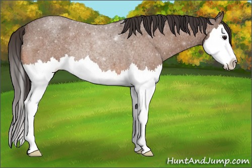 Horse Color:Bay Roan Splash Appaloosa Rabicano 