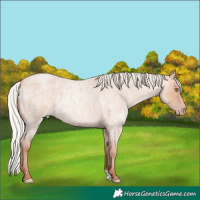 Horse Color:Silver Amber Champagne Roan 