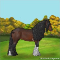 Horse Color:Bay Tobiano 