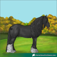 Horse Color:Black Tobiano 