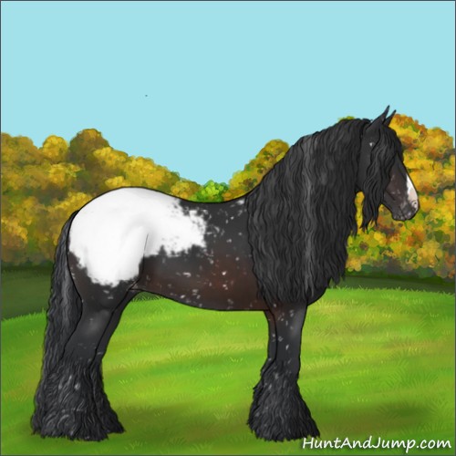 Horse Color:Brown Appaloosa 