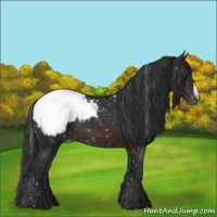Horse Color:Brown Appaloosa 