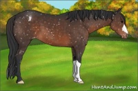Horse Color:Brown Appaloosa 