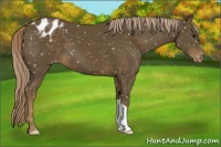 Horse Color:Chocolate Palomino Snowflake Varnish 