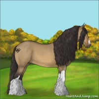 Horse Color:Buckskin Roan Dun 