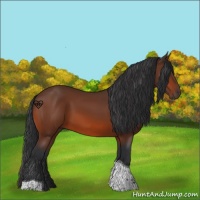 Horse Color:Bay Tobiano 