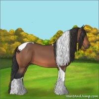 Horse Color:Bay Tobiano 