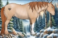 Horse Color:Buckskin Pearl Varnish Rabicano