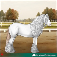 Horse Color:Bay Roan Appaloosa 