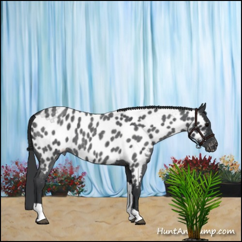 Horse Color:Blue Roan Tobiano Near Leopard 