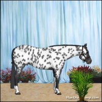 Horse Color:Blue Roan Tobiano Near Leopard 