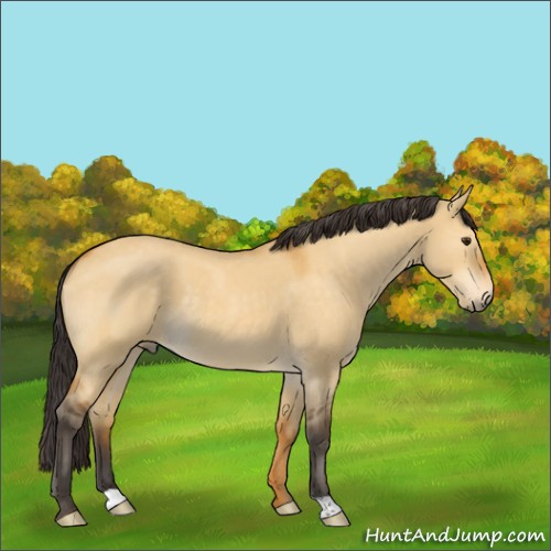 Horse Color:Buckskin Roan Dun 