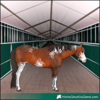 Horse Color:White Spotted Bay 