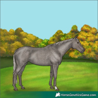 Horse Color:Silver Blue Roan 