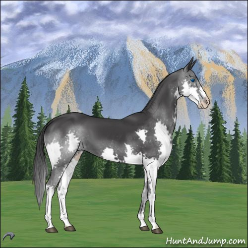 Horse Color:Black Splash 
