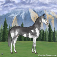 Horse Color:Black Splash 