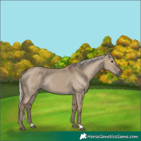 Horse Color:Silver Grullo 
