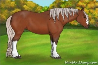 Horse Color:Silver Bay 