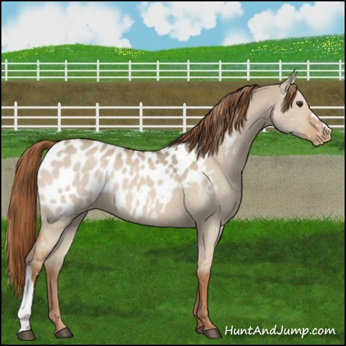 Horse Color:Red Dun Appaloosa 