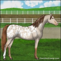 Horse Color:Red Dun Appaloosa 