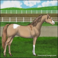 Horse Color:Red Dun Varnish 