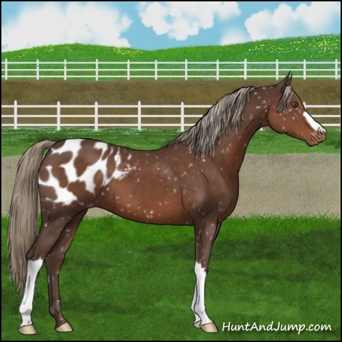 Horse Color:Liver Chestnut Mushroom Appaloosa 