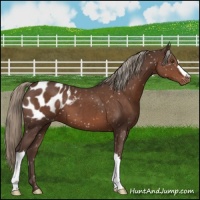 Horse Color:Liver Chestnut Mushroom Appaloosa
