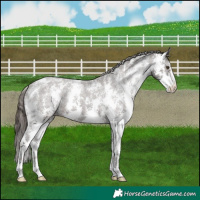 Horse Color:Liver Chestnut Sabino Appaloosa 