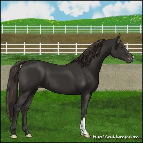 Horse Color:Liver Chestnut Varnish 