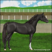 Horse Color:Liver Chestnut Varnish 