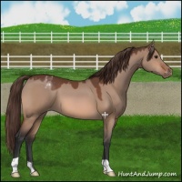 Horse Color:Bay Dun Appaloosa 