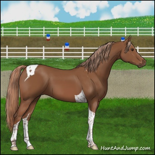 Horse Color:Chestnut Tobiano