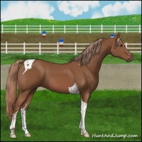 Horse Color:Chestnut Tobiano